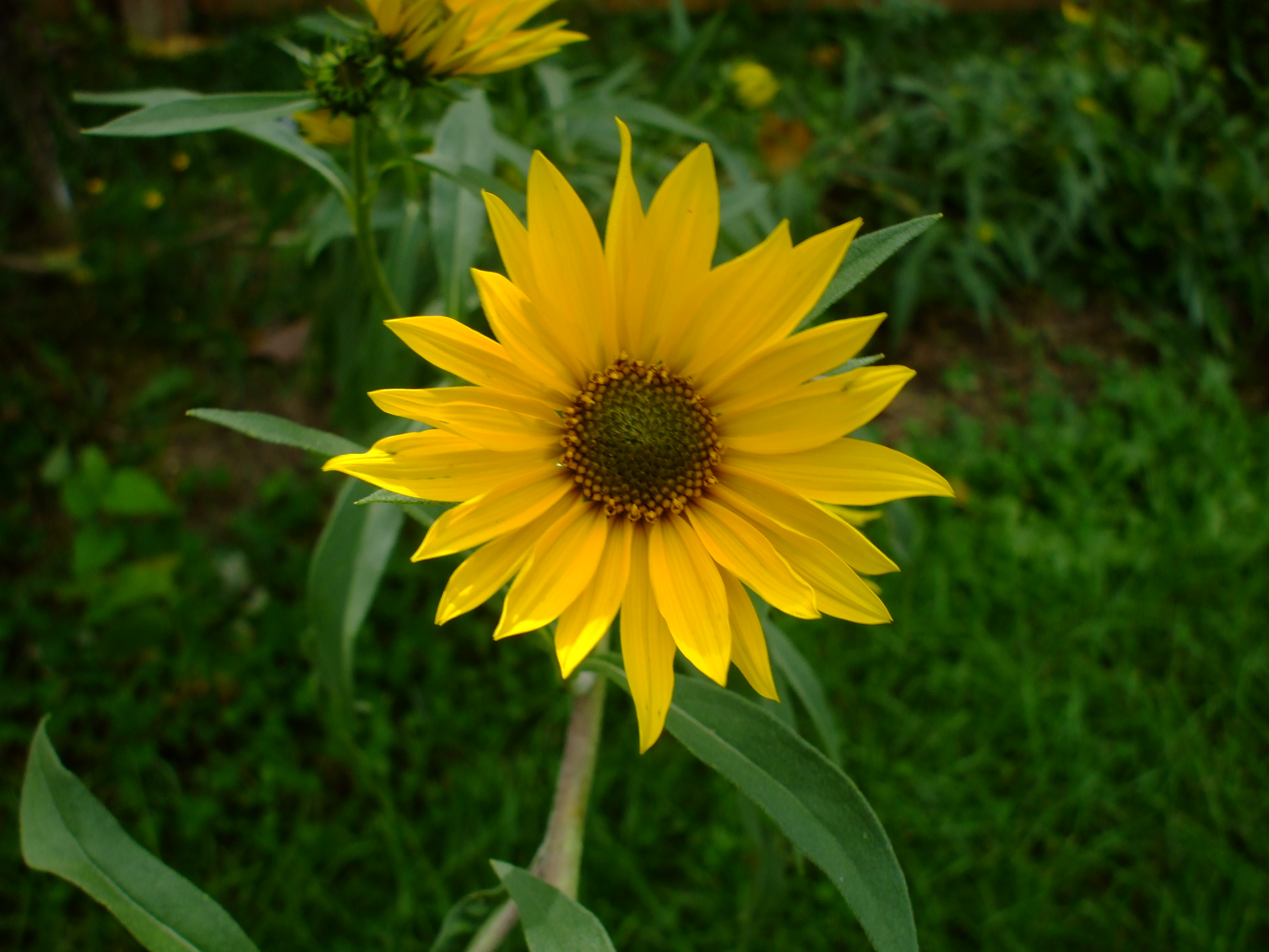 Helianthus maximiliani